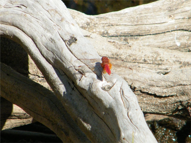 Une libellule rouge