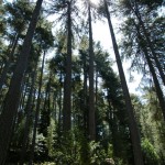 Des pins laricci