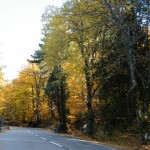 La forêt de Vizzavona.