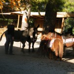 Les ânes de Castelnou sont réputés.