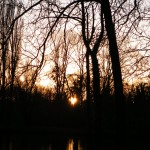Le soleil dans les arbres de l'étang.