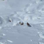 Un petit oiseau dans la neige