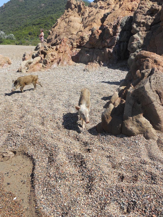 Un cochon sur le sable
