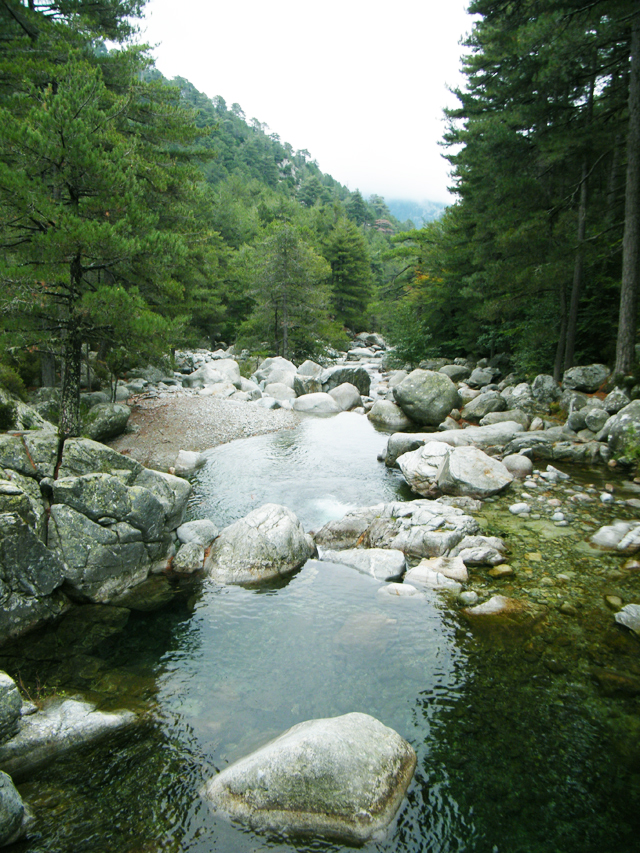 La rivière se faufile au milieu de la forêt de pins lariccio