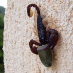 Un scorpion qui se régale d'une punaise (il mesure à peine 3 cm)