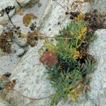 Des plantes sur les rochers