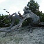 Un arbre mort