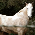 Un cheval du centre équestre de Chjosu