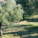 L'oliveraie à Soriu