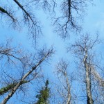 La cime des arbres en mars