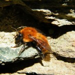 Une abeille pas fraîche