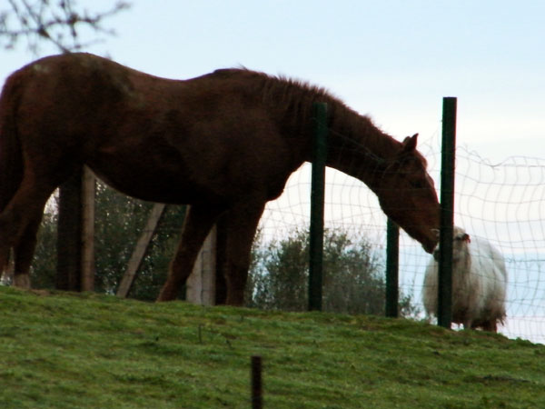 Un cheval fait un bisous à une brebie