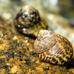 Des escargots de mer