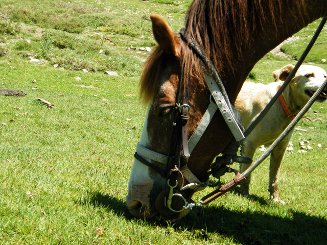Le cheval de Lisa aime l'herbe grasse