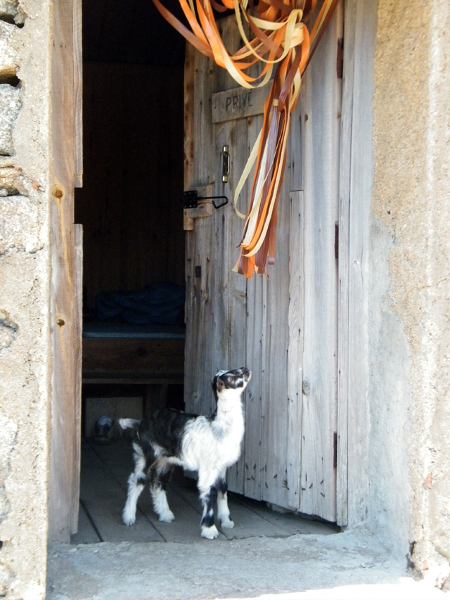 Un cabri de 5 jours à la bergerie de Vaccaghja