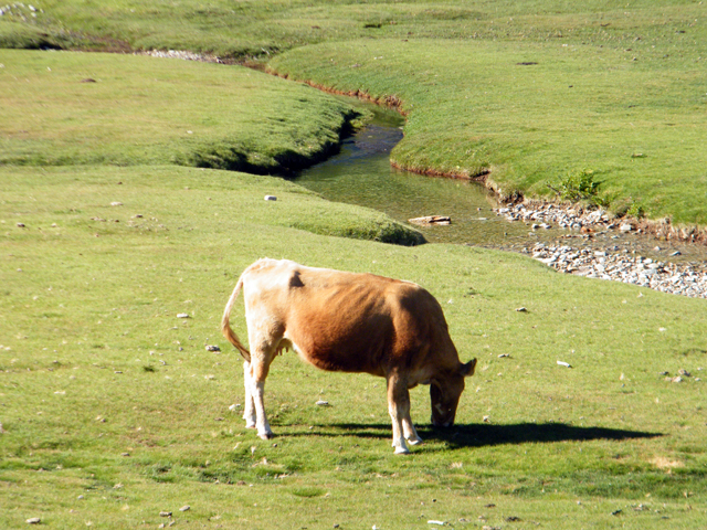 Une vache sur les pozzi