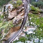 Un arbre qui a poussé dans un rocher