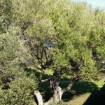 Un bel olivier dans les jardins de l'enceinte
