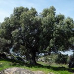Un bel olivier