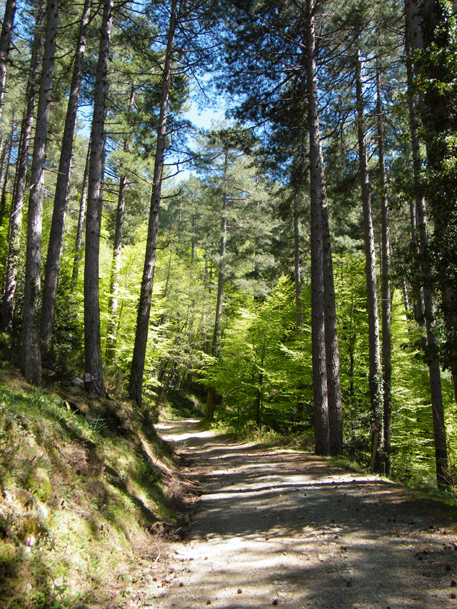 La forêt de Vizzavona