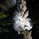 Une fleur d'asphodèle