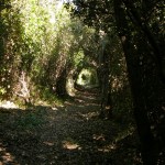 Tunnel de végétation
