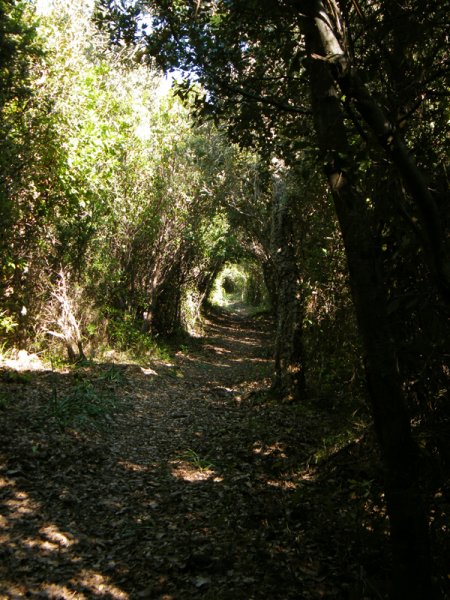 Tunnel de végétation