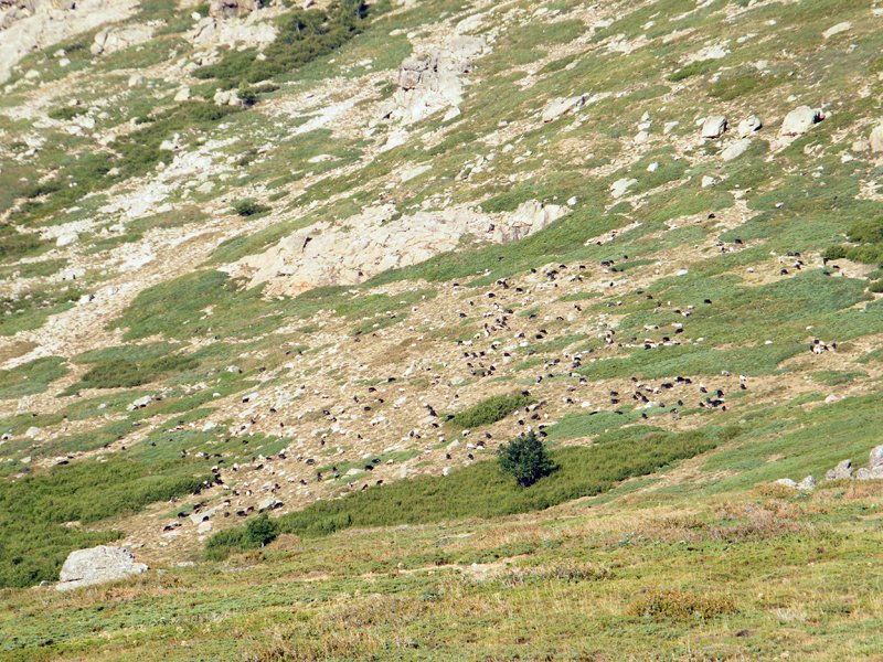 Un troupeau de chèvres