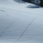 Des traces dans la neige