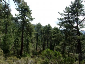Un belle forêt de pins