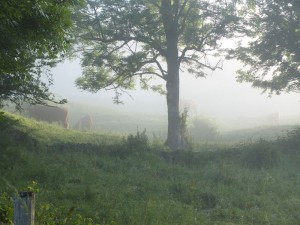 Premiers autochtones dans le brouillard