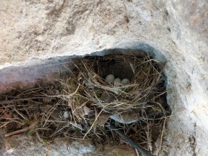 Un nid dans la grotte