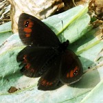 Un joli papillon