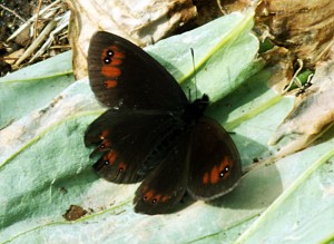 Un joli papillon
