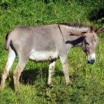 Un âne à Albepierre