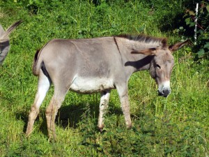Un âne à Albepierre