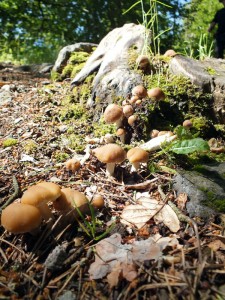Des champignons de printemps