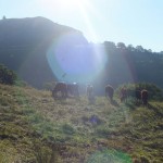 Des vaches à l'ombre de la montagne de la chapelle Saint Antoine