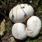 Des champignons au mois de juin