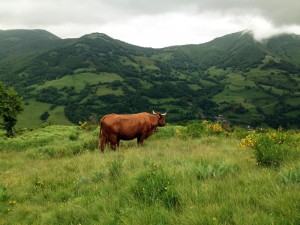 Une vache de Salers sous la pluie