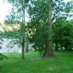 Un énorme pin dans le parc du château