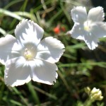 Dianthus Nyewoods