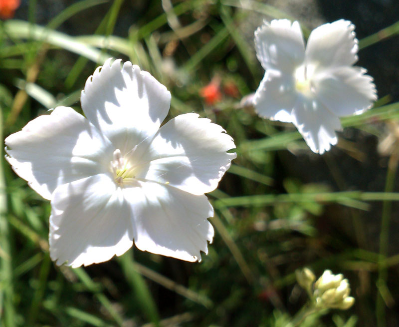 Dianthus Nyewoods