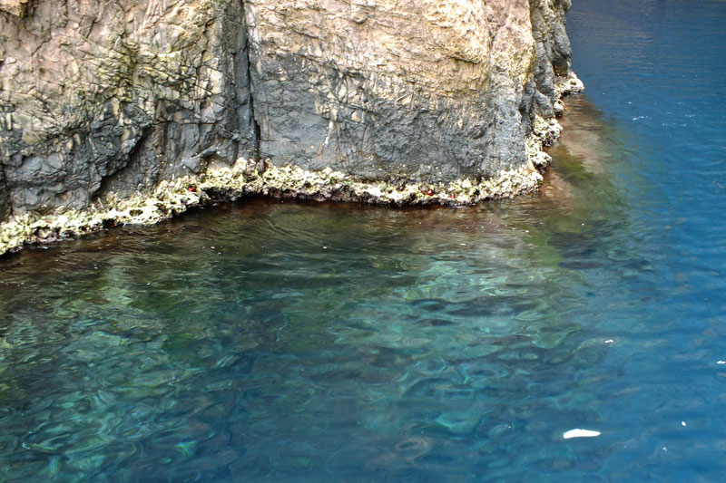 Un trottoir à algues coralligène à Scandola