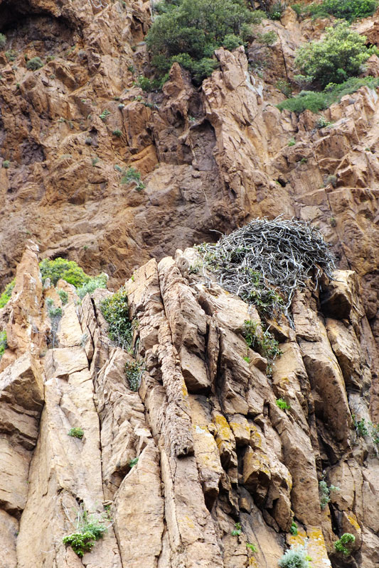 Un nid de balbuzard dans la réserve de Scandola