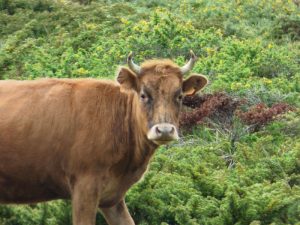 Une vache sur le Cuscionu