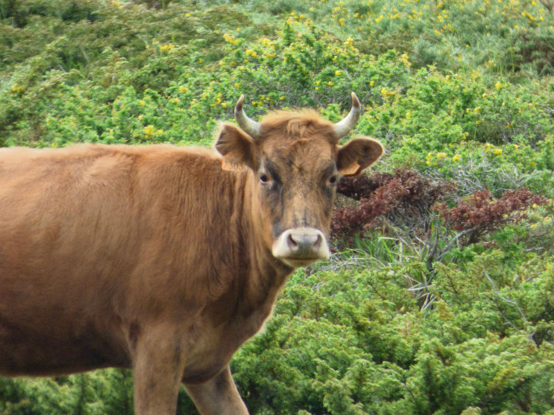 Une vache sur le Cuscionu