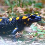 Salamandre de Corse