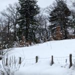 Des pins sous la neige à Tattone