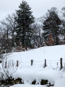 Des pins sous la neige à Tattone